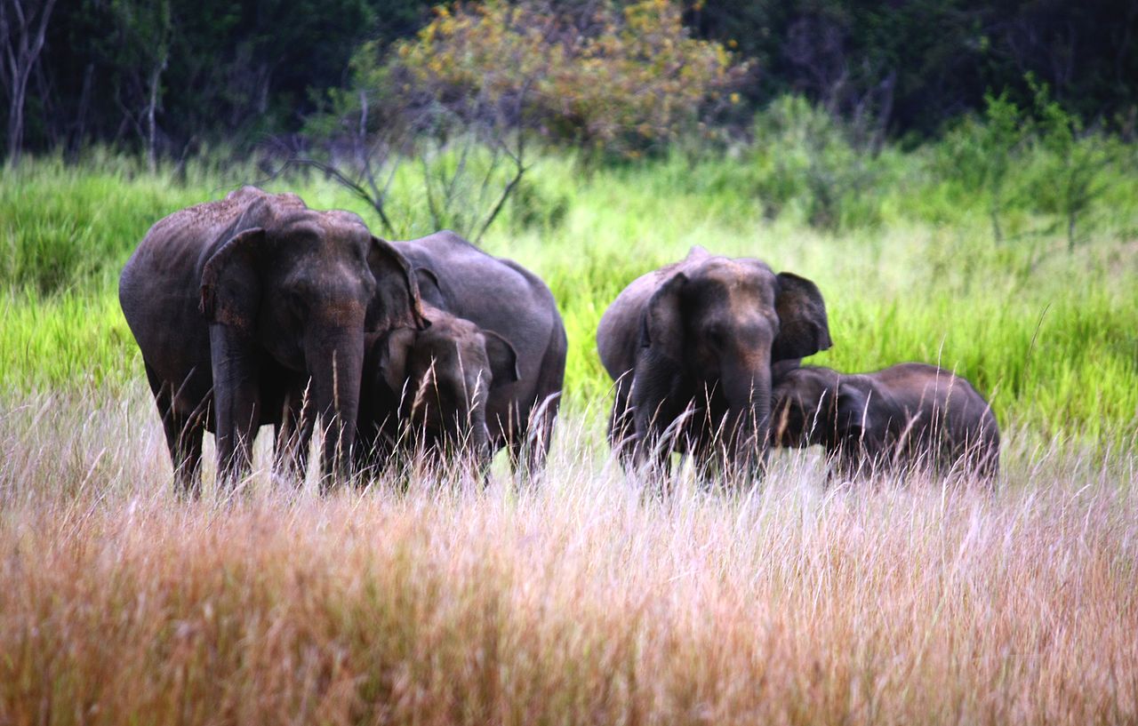 The Human-Elephant Conflict: Moving Towards Solutions – Groundviews