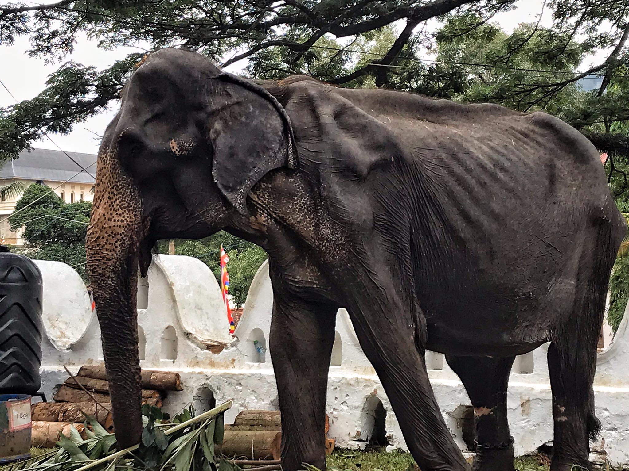 Слон есть мясо. Шри Ланка слон. Тощий слон. Стройный слон.