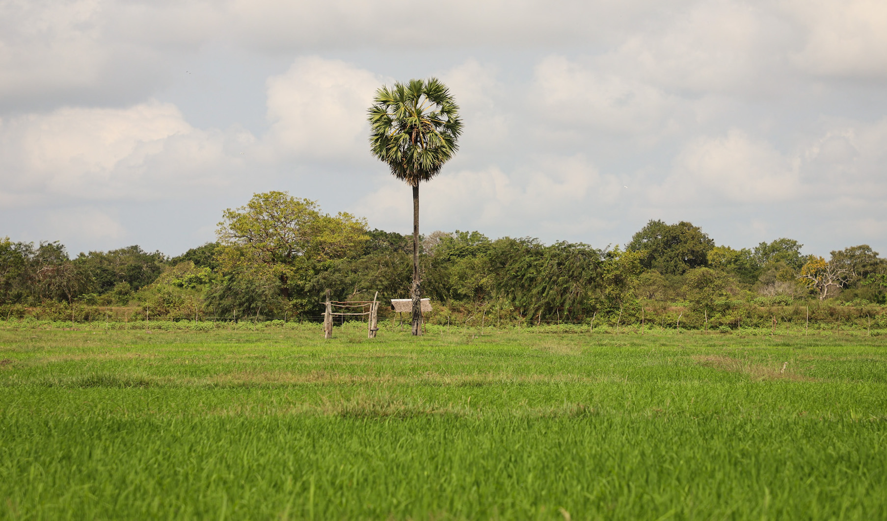 Ban on Chemical Fertilizer a Threat to Food Security - Groundviews