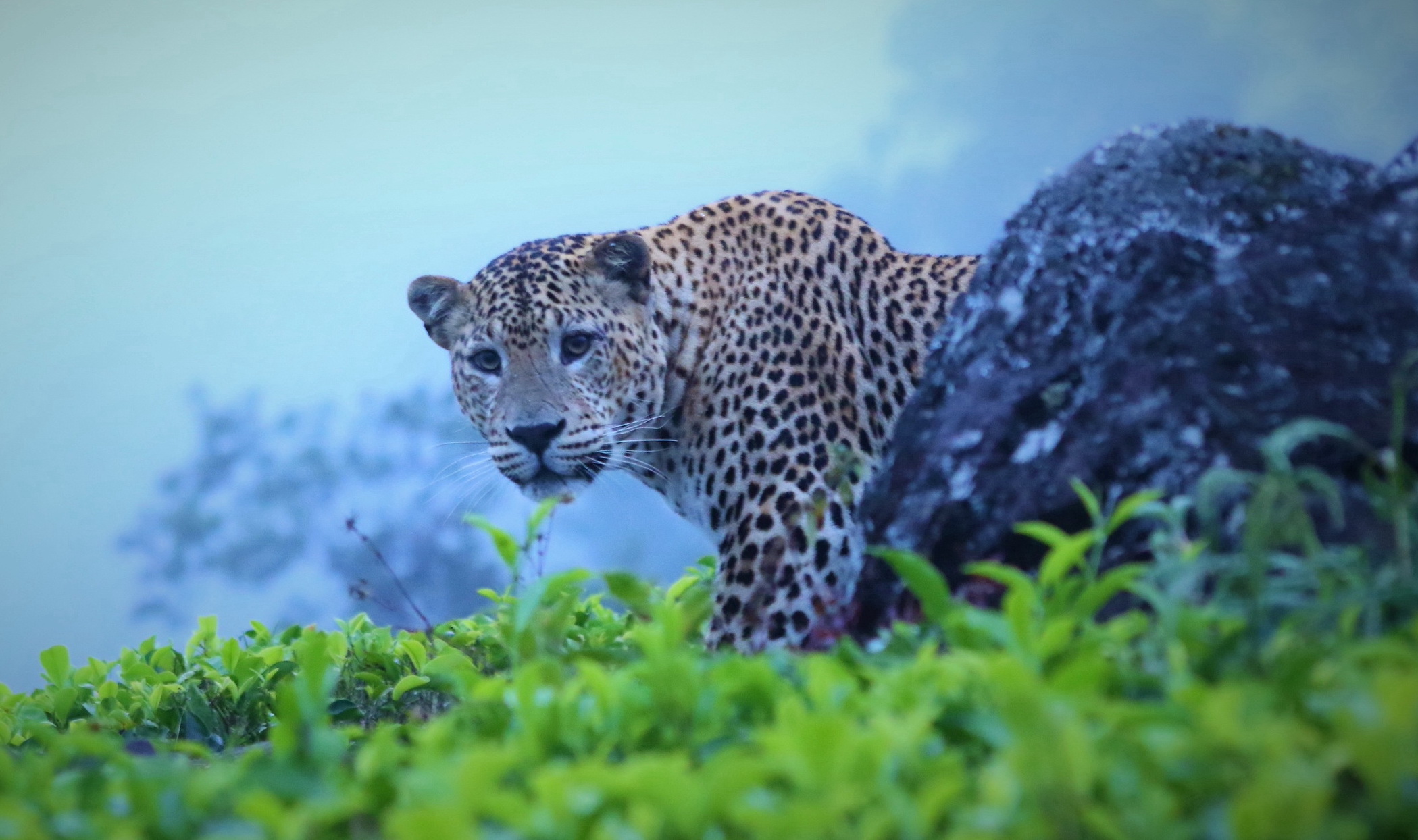 sri lankan leopard art