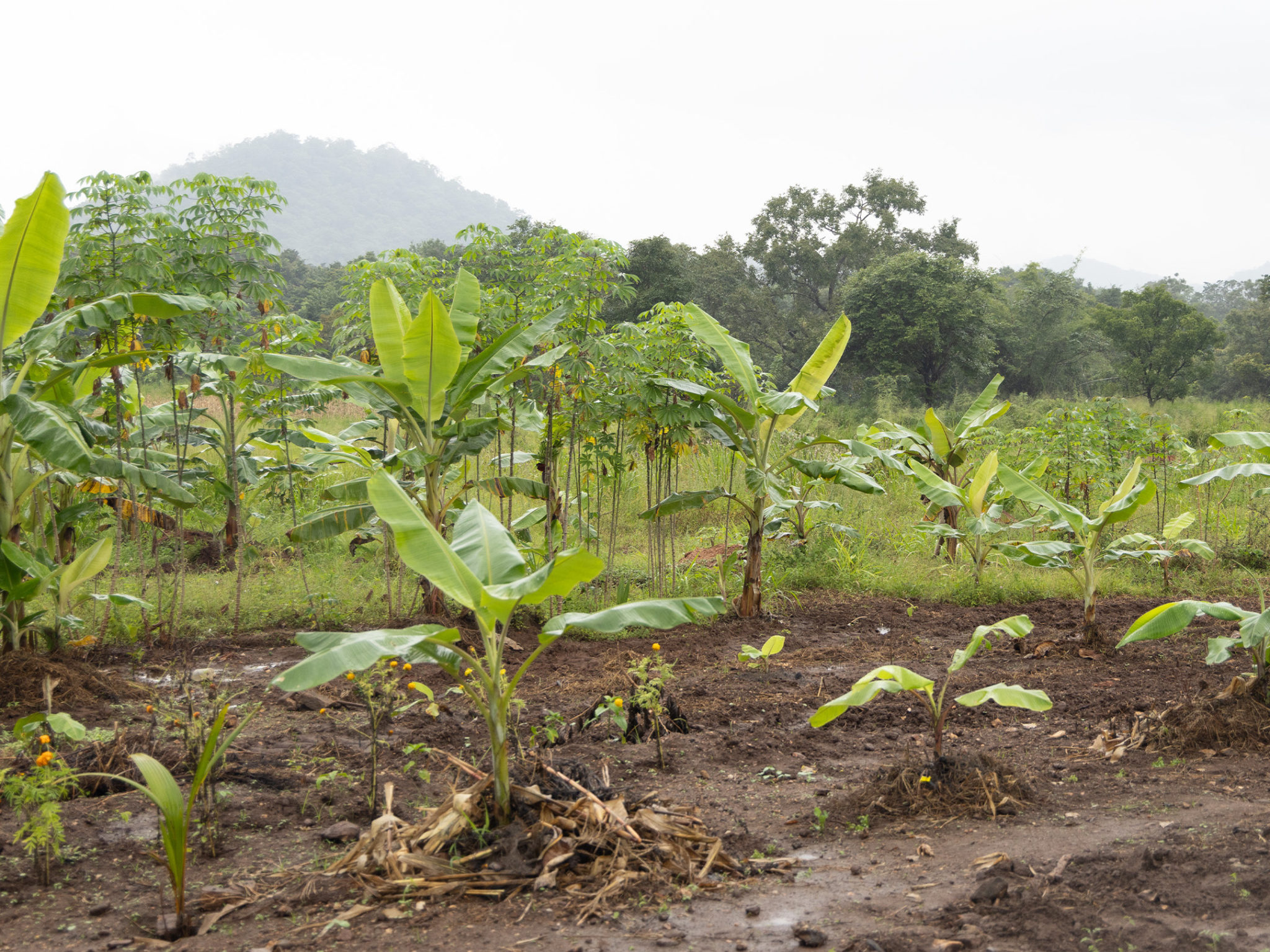 An Uva Uprising Farmers Fight for Land and Legacy Groundviews