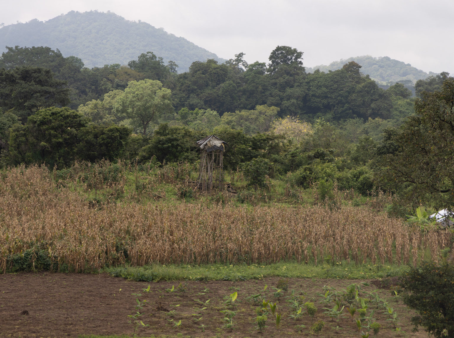 An Uva Uprising Farmers Fight for Land and Legacy Groundviews