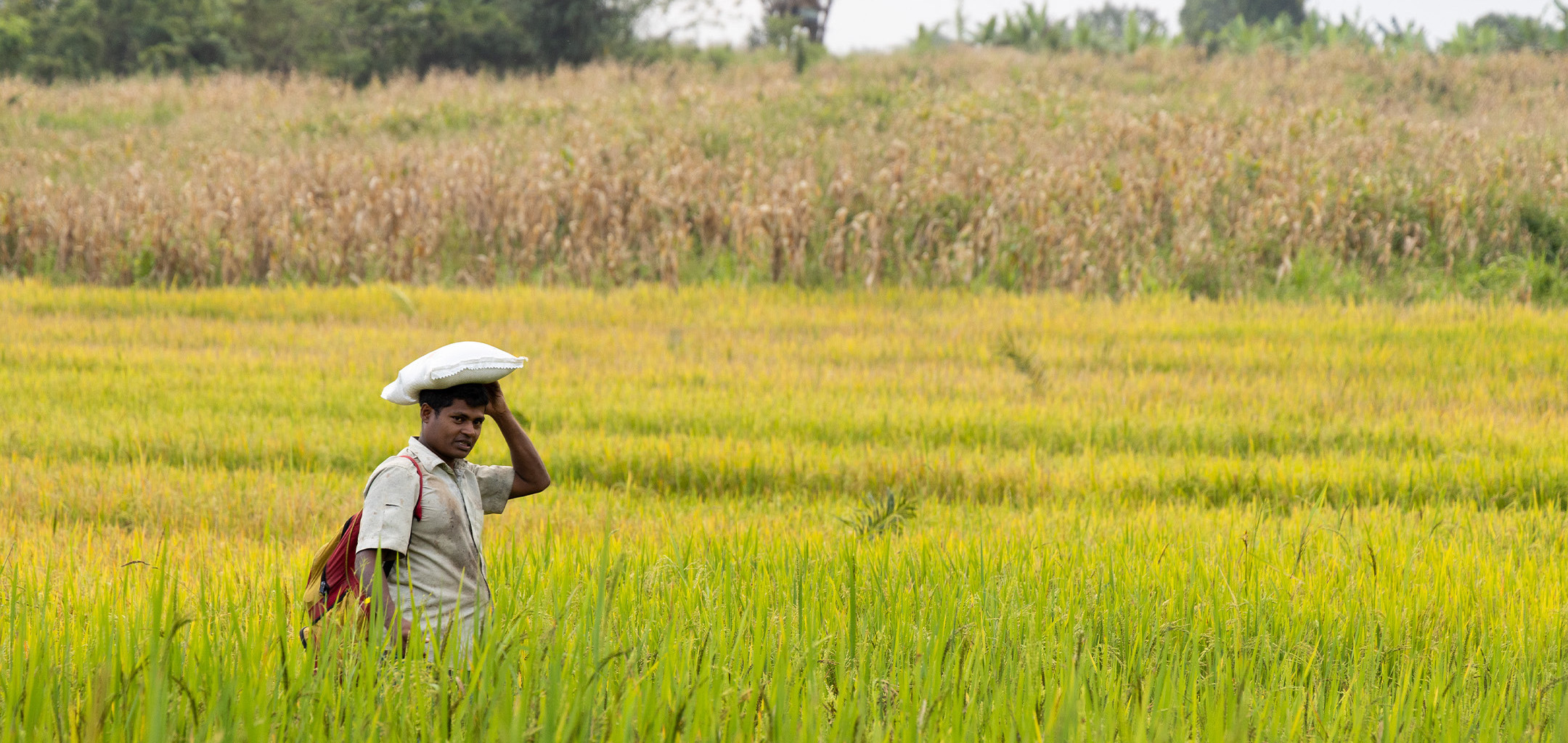 An Uva Uprising Farmers Fight for Land and Legacy Groundviews